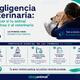 Negligencia veterinaria: qué hacer en las primeras horas si tu animal muere tras ir al veterinario